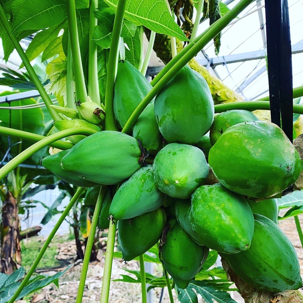 宮崎県産 青パパイア