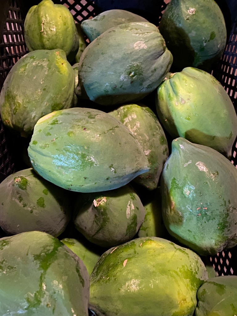 宮崎県産 青パパイア